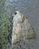Caradrina sp.